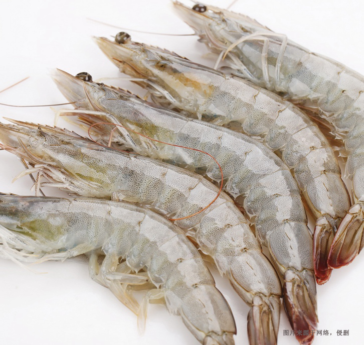 厄瓜多爾南美白蝦進口報關資料