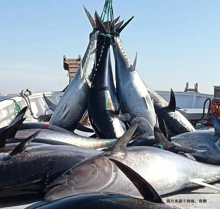 日本藍(lán)鰭金槍魚進(jìn)口報關(guān)流程