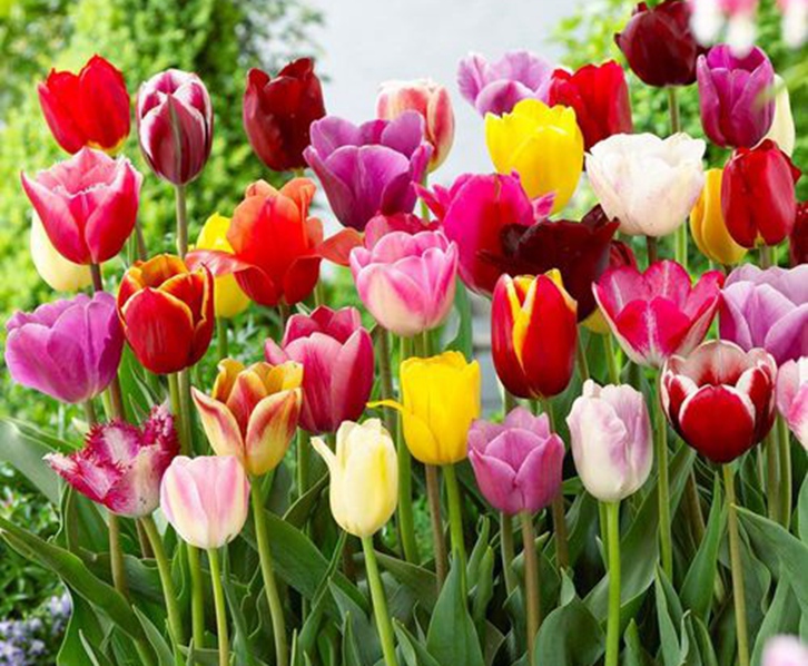 荷蘭郁金香進口報關流程