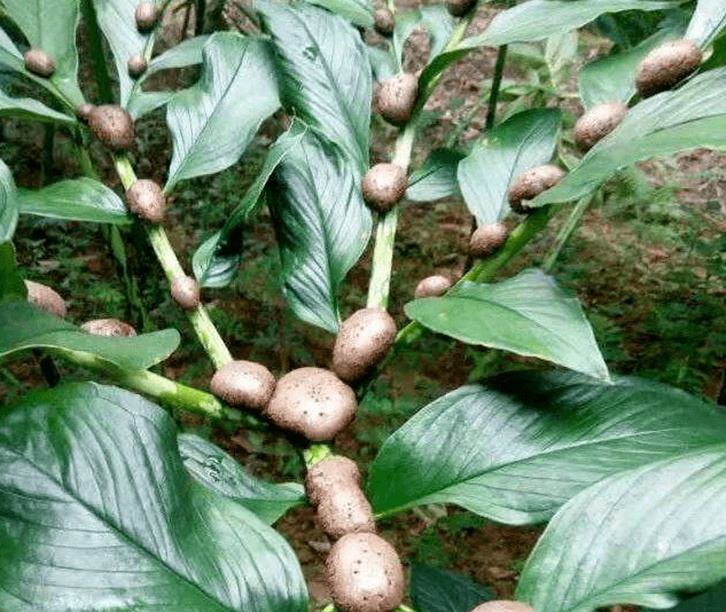 比利時魔芋進口報關(guān)