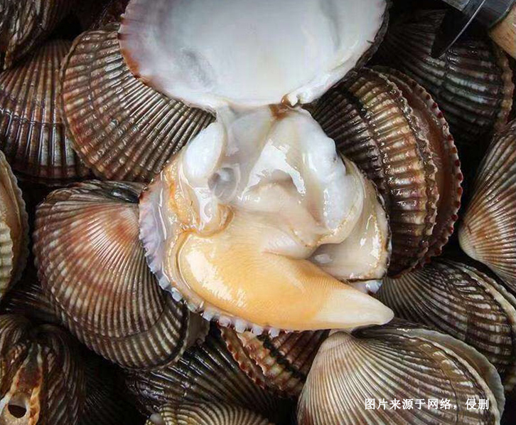 菲律賓扇貝進(jìn)口報(bào)關(guān)資料