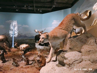 南非獅子動物標本進口報關資料_如何辦理瀕危許可證