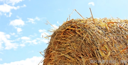 關于動物飼料進口報關流程手續的這8點