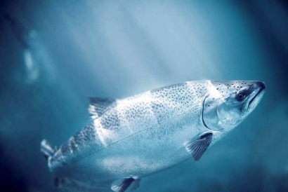 三文魚進(jìn)口報(bào)關(guān)所需資料_進(jìn)口三文魚報(bào)關(guān)費(fèi)用