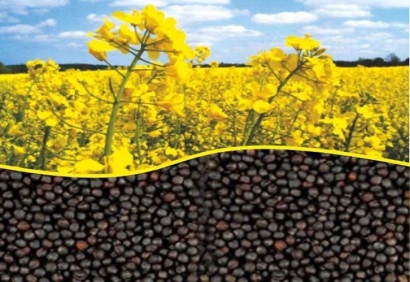 加拿大油菜籽粕進(jìn)口報關(guān)資料有這幾樣-飼料清關(guān)