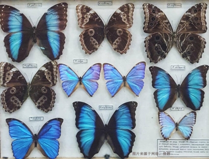 進(jìn)口蝴蝶標(biāo)本報(bào)關(guān)費(fèi)用_昆蟲標(biāo)本工藝品快速通關(guān)