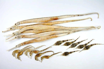 進(jìn)口泰國干海馬報關(guān)多少錢？動物源性藥材報關(guān)資料