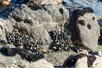 巖石進口清關代理流程及資料_進口巖石注意事項