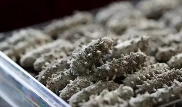 1638263478457227.jpg 進(jìn)口干海參報關(guān)必看指南_進(jìn)口干海參資質(zhì)_副本.jpg