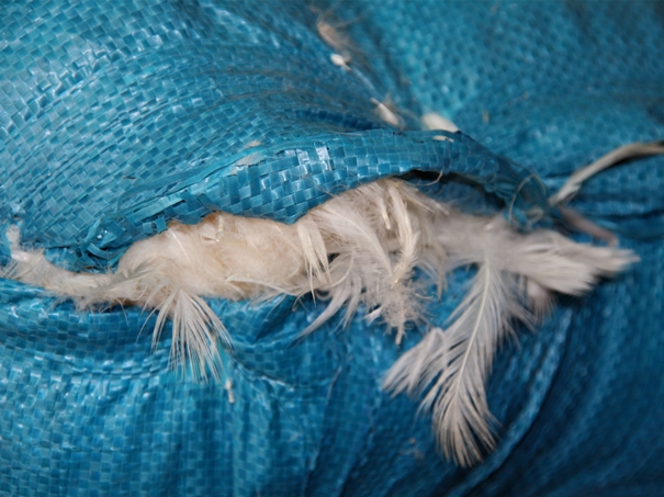 1639623575526892.jpg 越南鴨毛進(jìn)口報(bào)關(guān)沒有你想象得那么復(fù)雜_副本.jpg