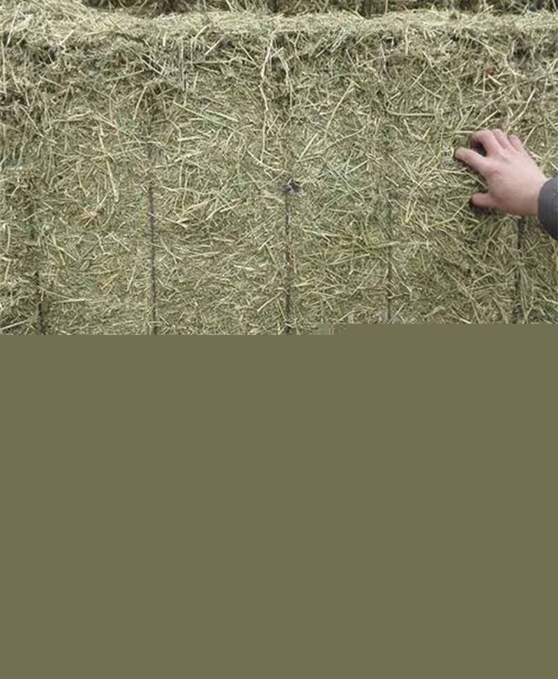 1652697458151839.jpg 苜蓿草進(jìn)口報(bào)關(guān)代理公司_副本.jpg