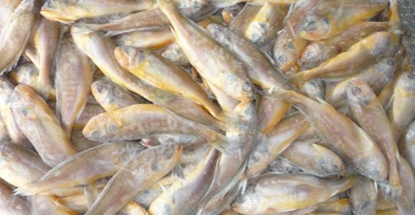 【進口水產品清關代理公司】告訴你水產品進口流程 進口水產品清關代理公司