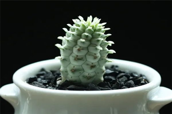 1662716775253008.png 機場進(jìn)口植物報關(guān)代理.png