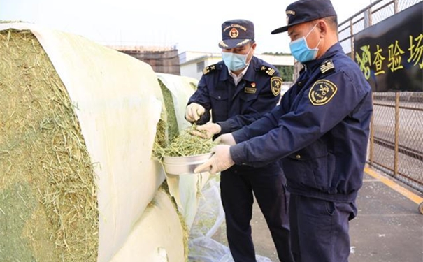 苜蓿草進(jìn)口報關(guān)