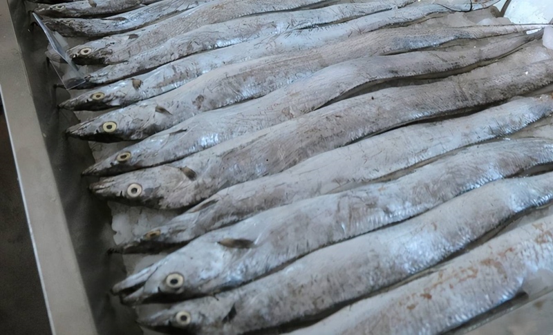 1683627631941043.jpg 印度進口凍帶魚報關.jpg