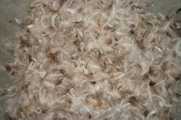 1639623341873747.jpg 越南鴨毛進(jìn)口報(bào)關(guān)沒有你想象得那么復(fù)雜_副本.jpg